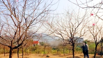 Xuân sớm ở Hội chợ hoa đào Vân Đồn