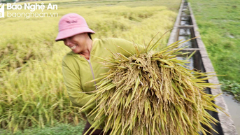 Năng suất lúa xuân Nghệ An ước đạt 69,15 tạ/ha, cao nhất từ trước tới nay