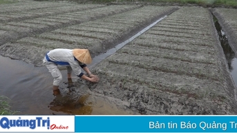 Xã Triệu Trạch: Toàn bộ 12 ha ném chuẩn bị bán Tết bị thiệt hại nặng do ngập úng