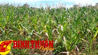 Hàm Thuận Nam:﻿ Gần 50 ha bắp bị úng nước, cháy lá do ảnh hưởng mưa lớn
