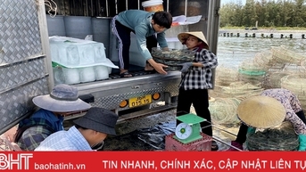 Vượt khó trong nuôi trồng, Hà Tĩnh thu gần 8.000 tấn thủy sản mặn lợ