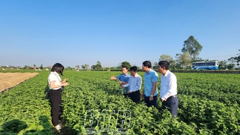 Trồng cây dược liệu - hướng đi mới hiệu quả kinh tế cao