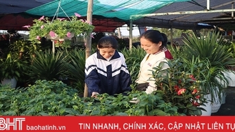 Khởi động thị trường hoa, cây cảnh tết ở Hà Tĩnh