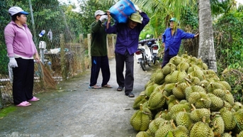 ចិន​បាន​បង្កើន​ការ​ទិញ​ទុរេន​វៀតណាម​មួយ​ដង​កន្លះ។