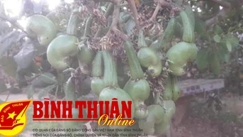 Mùa thu hoạch điều