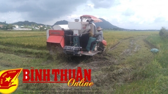 Thu hoạch lúa hè thu sớm sau ngập lụt