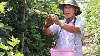 NTO - កសិករក្រុងផាន់រាំង