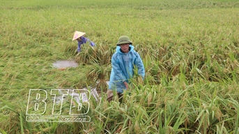 ជម្នះឥទ្ធិពលទឹកភ្លៀងលើស្រូវ