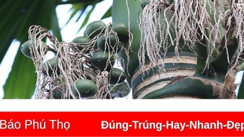 Giá quả cau tươi tăng bất ngờ