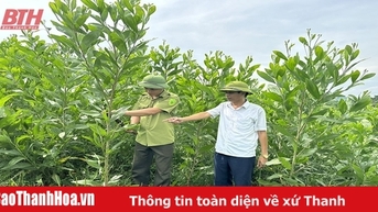 Nâng cao chất lượng, hiệu quả trồng rừng gỗ lớn