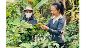 Hung Ha៖ ផលិតផល OCOP "ចាប់រលក" នៃទីផ្សារ
