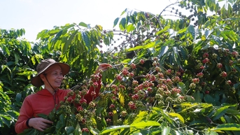 Để mùa cà phê thơm ngát đợi chờ