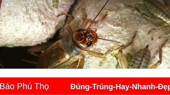 Triển vọng từ nuôi dế