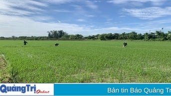 Tích cực chăm sóc các loại cây trồng vụ đông xuân