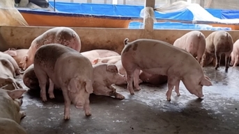 Giá heo hơi hôm nay 24/1/2025: Đồng loạt giảm nhẹ