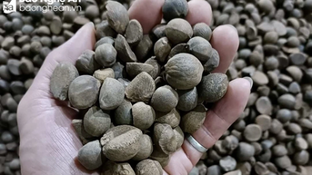 Người dân Nghĩa Đàn mở lối thoát nghèo từ cây sở