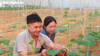 Nông dân miền núi Nghệ An mạnh dạn trồng rau trong nhà lưới