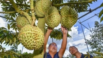 Sầu riêng Việt Nam sẽ soán ngôi Thái Lan tại Trung Quốc?