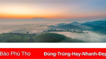 Bình minh trên những đồi chè “bát úp” ở Phú Thọ