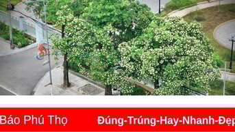 Mùa hoa sữa về trên phố