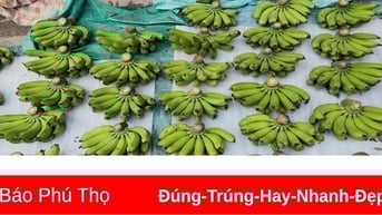 Chuối xanh cận Tết tăng giá “đỉnh nóc”, chạm mốc 450.000 đồng/nải