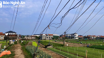 Dây điện chằng chịt tại vựa rau lớn nhất Nghệ An