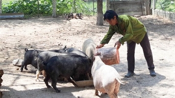 Hiệu quả mô hình nuôi heo đen Thuận Bắc