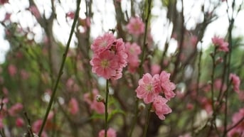Đào rừng Sơn La cổ thụ giá gần trăm triệu hút khách ở TPHCM