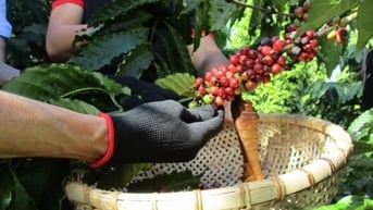Đâu là nguyên nhân đẩy giá cà phê lên cao?
