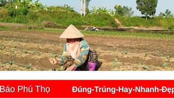 Gần 1.500ha lúa Mùa mất trắng do bão số 3