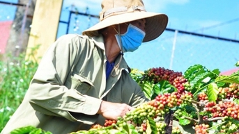 Giá cà phê trong nước ngày 24/1/2025 tăng cao nhất 2.200 đồng/kg