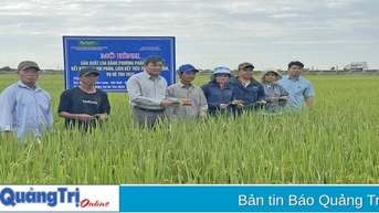 ការប្រើប្រាស់គ្រាប់ពូជចង្កោមប្រកបដោយប្រសិទ្ធភាព រួមផ្សំជាមួយការកប់ជីក្នុងផលិតកម្មស្រូវ