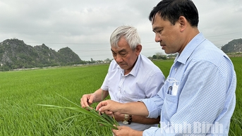 Cảnh báo bệnh đạo ôn và sâu cuốn lá gây hại trên lúa