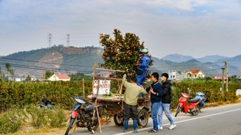 Làng hoa vào vụ Tết