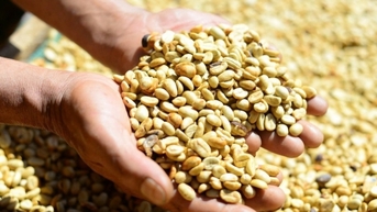 Giá cà phê trong nước hôm nay 25/1/2025 ổn định trở lại