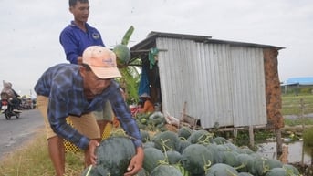 Cảnh nhộn nhịp thu hoạch dưa hấu ngày cận Tết ở Bạc Liêu