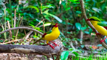 Charming Vietnam [ Birds Photography at Dong Nai ]