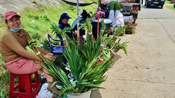 Hoa lay ơn Phú Yên nở chậm, phải nhập hoa Đà Lạt về bán