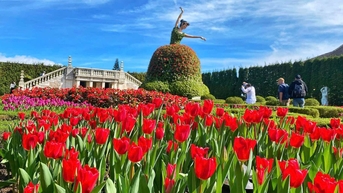 Sun World Ba Na Hills hội tụ gần 400 nghìn bông tulip dịp Tết Ất Tỵ