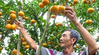 Quýt hồng Lai Vung hút hàng dịp Tết