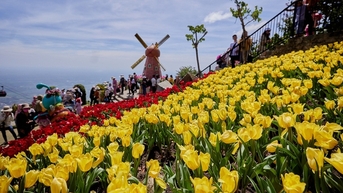 Hoa tulip “bạt ngàn” ở núi Bà Đen