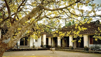 សាច់ជ្រូកខ្ចប់ស្លឹក Areca រសជាតិចាស់របស់តេត