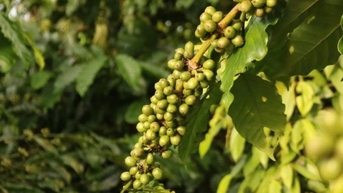 Giá trong nước đi ngang