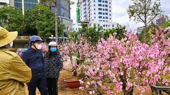 Đào bung nở khắp phố dưới mưa rét, tiểu thương "cắn răng" xả lỗ
