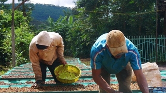 Giá cà phê trong nước hôm nay 27/1/2025 không biến động