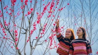 Rực rỡ sắc hoa đào trên độ cao 800 m ở Bình Định