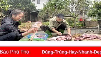 “Đụng lợn” ngày Tết