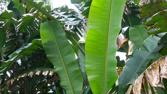 Tiên Phước mùa lá chuối