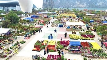Đào quất đắt hàng, người bán lãi cả trăm triệu đồng