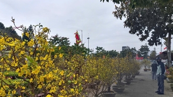 Mai vàng ế ẩm, tiểu thương “xả hàng” nhưng vẫn vắng người mua
